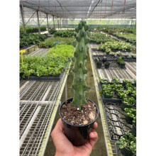 House Plant Dropship 4-SUCC-CACTUS-BOOBIE Boobie Cactus Plant