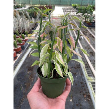 House Plant Dropship 4-SUCC-EUPHORBIA-DEVILS.BACKBONE.VAR Variegated Devils Backbone Euphorbia Plant