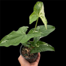 House Plant Dropship 4-SYNGONIUM-ALBO 4 in. Pot Syngonium Albo Variegata Plant