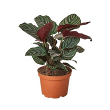 House Plant Dropship 6-CALATHEA-ORNATA 6 in. Pot Calathea Ornata Plant