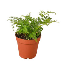 House Plant Dropship 6-FERN-RABBIT.FOOT 6 in. Pot Rabbit Is Foot Fern Plant