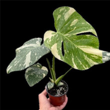 House Plant Dropship 6-MONSTERA-THAI.CONSTELLATION 6 in. Pot Monstera Thai Constellation Plant