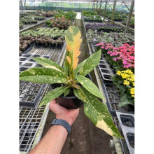 House Plant Dropship 6-PHILODENDRON-RING.OF.FIRE.VAR 6 in. Pot Philodendron Ring of Fire Variegated Plant