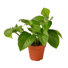 House Plant Dropship 6-POTHOS-GREEN 6 in. Pot Pothos Green Queen Plant