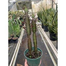 House Plant Dropship 6-SUCC-EUPHORBIA-RED.TRIGONA 6 in. Pot Succulent Euphorbia Trigona Rubra Plant