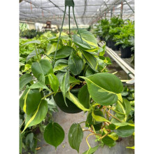 House Plant Dropship 8-PHILODENDRON-BRASIL-RV 8 in. Pot Revased Philodendron Brazil Plant