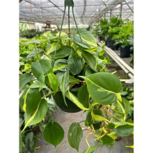 House Plant Dropship 8-PHILODENDRON-BRASIL Philodendron Brazil Plant