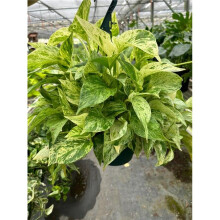 House Plant Dropship 8-POTHOS-MARBLE.QUEEN Pothos Marble Queen Plant