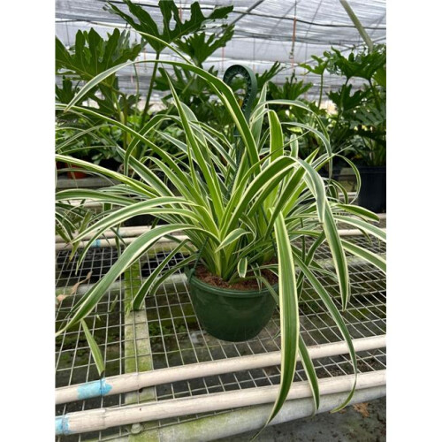 House Plant Dropship 8-SPIDER-REVERSE Spider Reverse Plant