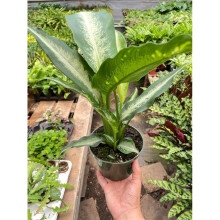 House Plant Dropship 6-DIEFFENBACHIA-PANTHER 6 in. Pot Dieffenbachia Panther Plant
