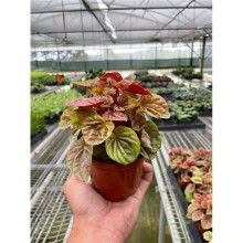 House Plant Dropship 4-PEPEROMIA-QUITO 4 in. Pot Peperomia Quito Plant