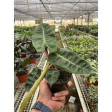 House Plant Dropship 4-PHILODENDRON-BILLIETIAE Philodendron Billietiae Plant