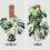 4 Pcs 17 Inch Plastic Moss Pole for Plants Monstera,Designed Specifically Climbing Plants, Stackable Plant Support 6