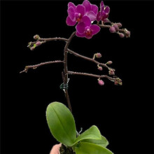 House Plant Dropship 3-PHALAENOPSIS-PURPLE-DS 3 in. Pot Orchid Purple DS Fucshia Phalaenopsis Plant