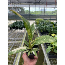 House Plant Dropship 4-PHILODENDRON-RING.OF.FIRE.VAR Philodendron Ring of Fire Variegated Plant