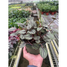 House Plant Dropship 6-PEPEROMIA-PICOLLO.BANDA 6 in. Peperomia Picollo Banda Plant