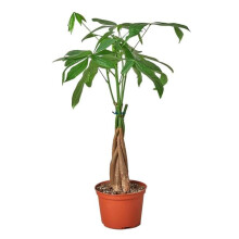 House Plant Dropship 8-PACHIRA-BRAID Money Tree Guiana Chestnut Pachira Braid Plant