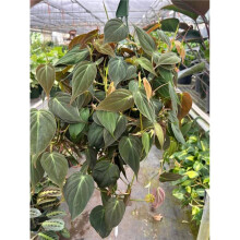 House Plant Dropship 8-PHILODENDRON-VELVET 8 in. Pot Philodendron Velvet Plant