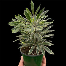 House Plant Dropship 3-ARALIA-BIANCA Aralia Bianca Plant