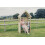 Churnet Valley Wooden Garden Arbour 5