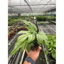 House Plant Dropship 4-AMYDRIUM-SILVER 4 in. Pot Amydrium Silver Plant