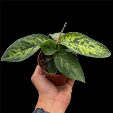 House Plant Dropship 4-HOMALOMENA-CAMOUFLAGE Homalomena Camouflage Plant