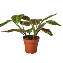 House Plant Dropship 4-MARANTA-RED-NURSERY.POT-2 4 in. Nursery Pot Revased 2 Maranta Red Prayer Plant