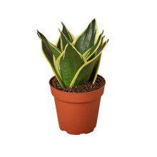 House Plant Dropship 4-SNAKE-BLACK.GOLD-NURSERY.POT 4 in. Pot Nursery Snake Plant, Black & Gold