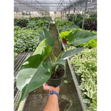 House Plant Dropship 6-PHILODENDRON-WHITE.PRINCESS 6 in. Pot Philodendron White Princess Plant