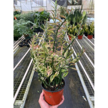 House Plant Dropship 6-SUCC-EUPHORBIA-DEVILS.BACKBONE.VAR 6 in. Pot Variegated Devil Is Backbone Euphorbia Plant