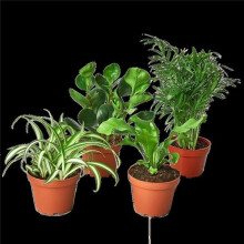 House Plant Dropship BUNDLE-PET.FRIENDLY-4IN-1 Revased 1 Pet Friendly Variety Bundle Plant