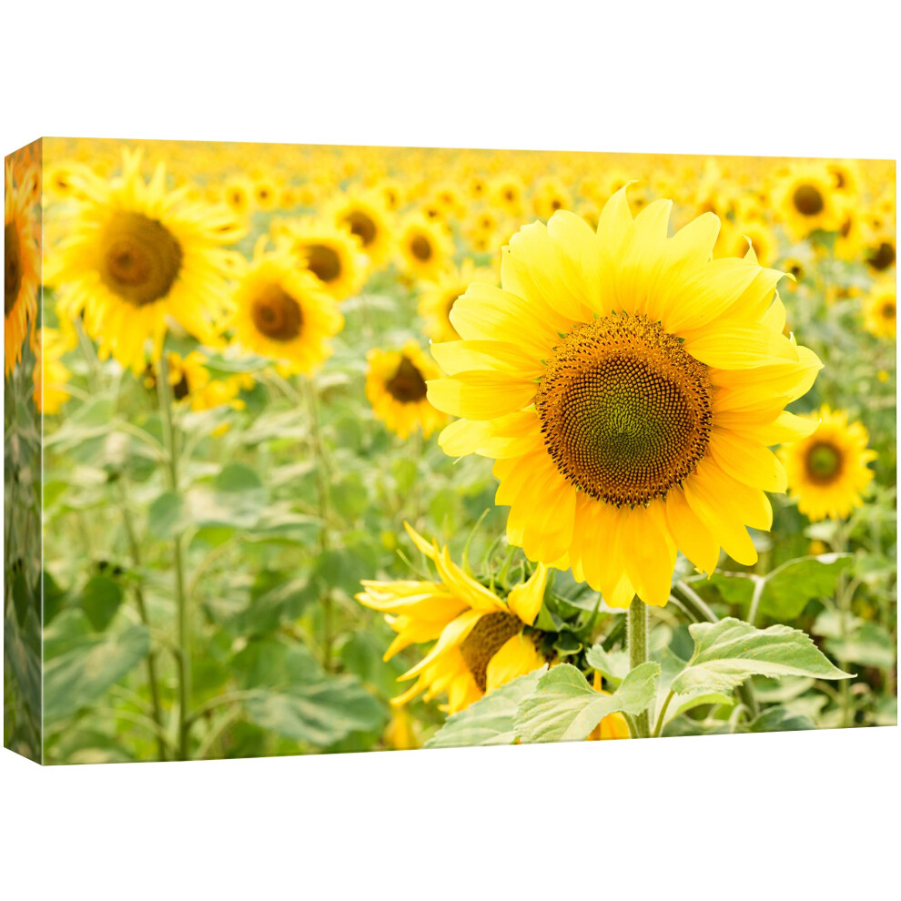 Impression sur toile SIGNFORD - Tournesols jaunes dans les champs - Photographie - R   alisme - Paysage contemporain - Multicolore - Pour salon, ch