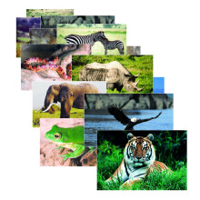 Faser L?ringsmaterialer SLM151 Wild Animals Real Life Learning Plakat Set (pakke med 10)