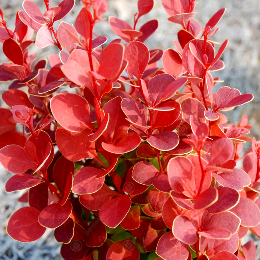 Gardeners Dream Berberis Thunbergii 'Orange Rocket' Japanese Barberry Hardy Shrub Plant In Pot