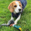 HugglePets HugglePets Legacy Unstuffed Mallard (Marcus) Dog Toy 4