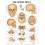 The Human Skull Anatomical Chart 1