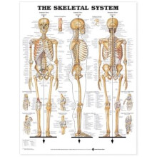 The Skeletal System Anatomical Chart
