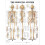 The Skeletal System Anatomical Chart 1