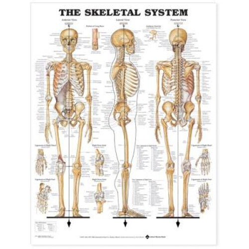 The Skeletal System Anatomical Chart