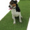 (4m, 2m) Durban 25mm Pet-Friendly Artificial Grass 6