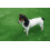 (4m, 2m) Durban 25mm Pet-Friendly Artificial Grass 10