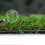 (4m, 6m) Durban 25mm Pet-Friendly Artificial Grass 4