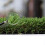 (4m, 6m) Boundary 30mm Plush Premium Artificial Grass 4