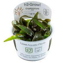 (Tropica Cryptocoryne nurii) Tropica Background Live Aquarium Plants Tall Beautiful Fish Shrimp Safe