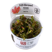 (Rotala macrandra Advanced Red) Tropica Live Aquarium Red Plants Rotala Beautiful Advanced Aquascape Planting