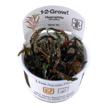 (Tropica Hygrophila pinnatifida) Tropica Live Aquarium Plants Middleground Tropical Fish Tank Planting