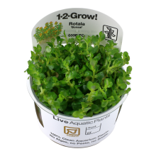 (Rotala indica Bonsai) Tropica Live Aquarium Plants Middleground Tropical Fish Tank Planting