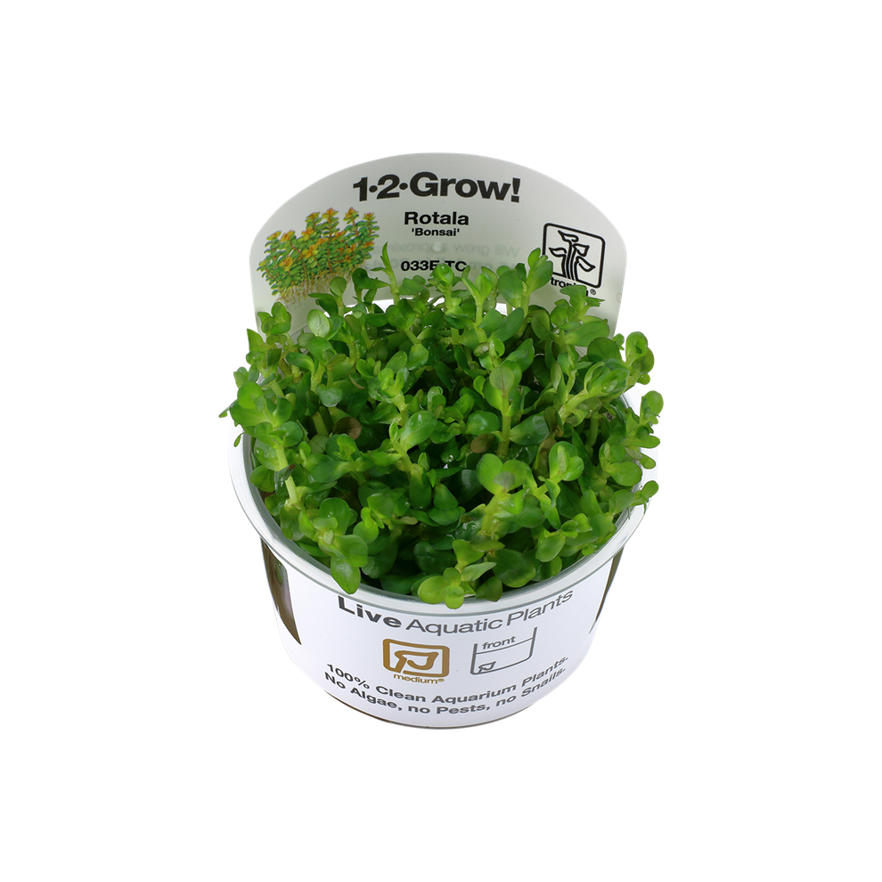 (Rotala indica Bonsai) Tropica Live Aquarium Plants Middleground Tropical Fish Tank Planting