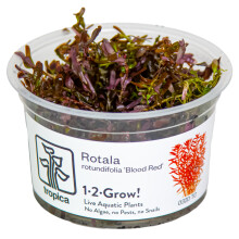 (Rotala rotundifolia Blood Red) Tropica Live Aquarium Red Plants Rotala Beautiful Advanced Aquascape Planting