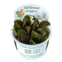 (Tropica Echinodorus Reni) Tropica Live Aquarium Plants Middleground Tropical Fish Tank Planting